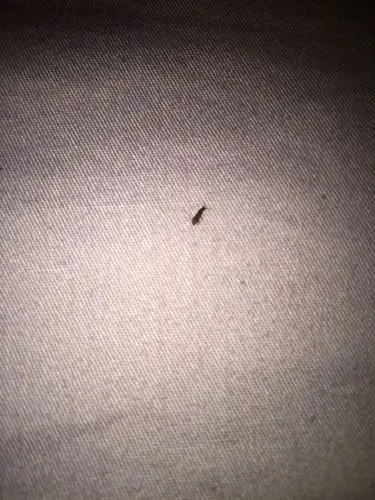 房间里有很多这样的虫子,请问是什么