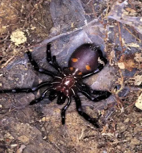 有一种恐怖,叫澳大利亚的蜘蛛.我觉得你们可以把房子烧掉了.