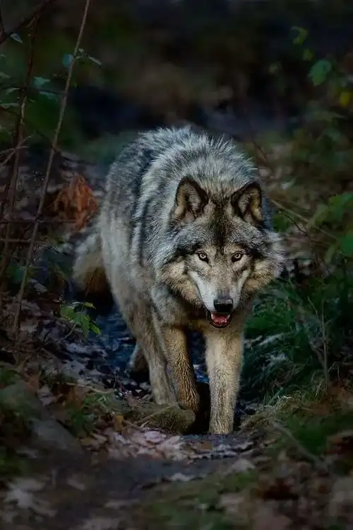可悲的是人类把它们妖魔化了 写美篇狼与狗的最大区别,野性更足,一个