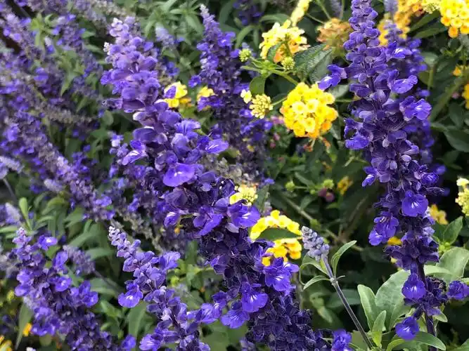 盐湖城里的美丽的花卉景色