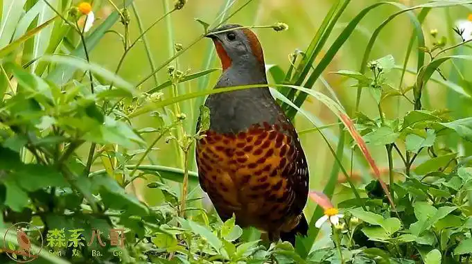 竹鸡的叫声一次听个够似乎在说你好怪你好怪