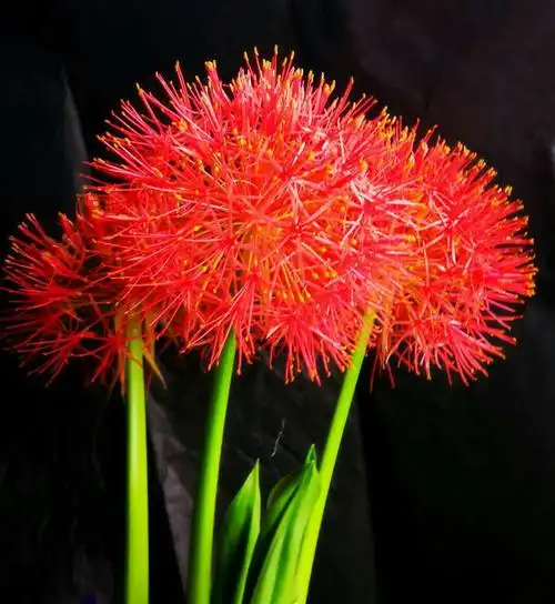 红红火火的网球花.