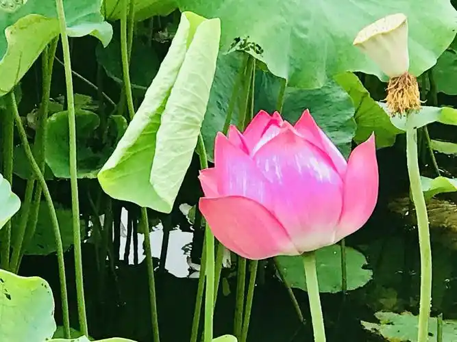 莲花在佛教与印度教中,象征神圣与不灭,印度的国花是荷花.