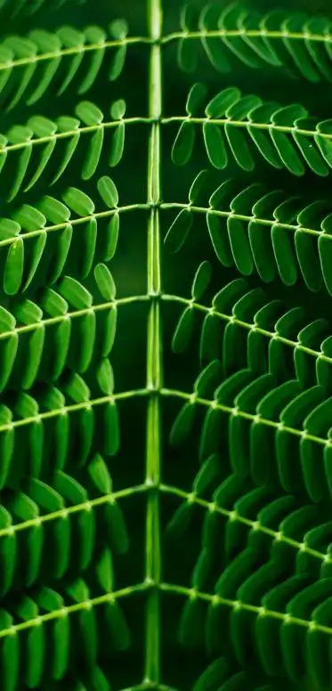 2k手机竖屏分辨率1080x2248绿叶 绿色植物含羞草壁纸