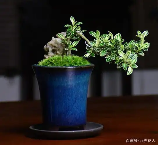 六月雪怎样科学栽培与养护?