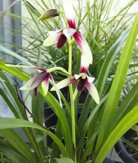 容易养的十种兰花(养兰花选对品种)(3)