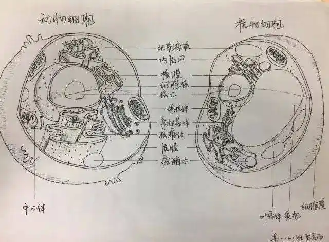 太惊艳!高中生手绘动植物细胞,看完觉得不会画画就没法学生物