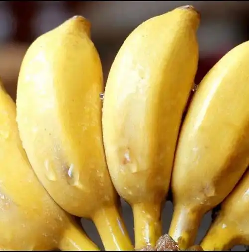 果佳玖香蕉怎么样 广西小米蕉:办公室午后的甜蜜之选!_什么值得买