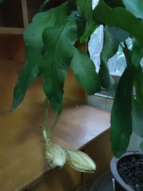 五朵昙花今夜绽放(2020年8月6日)