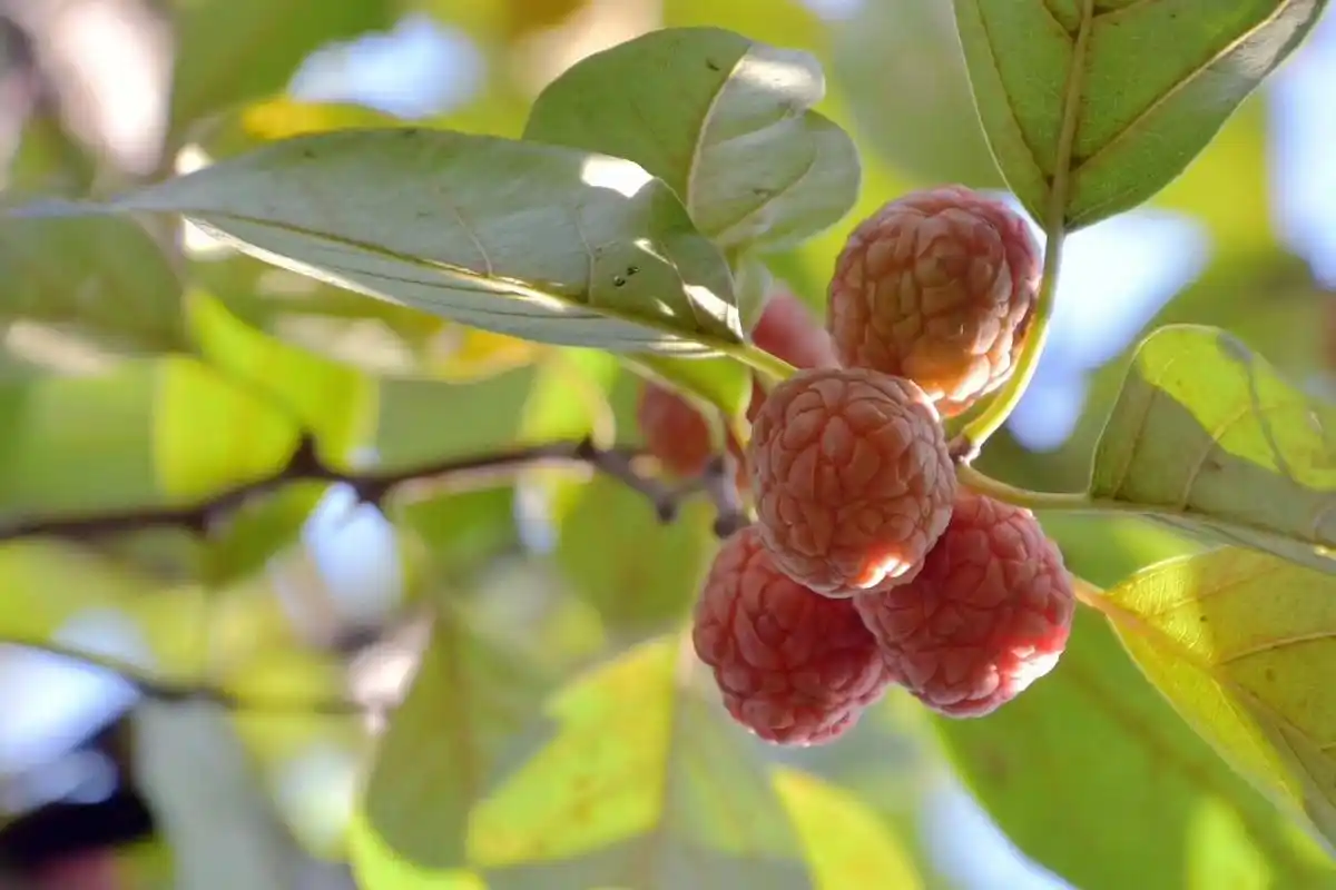 柘木树有刺吗(柘树刺的功效与作用)-柯彬网