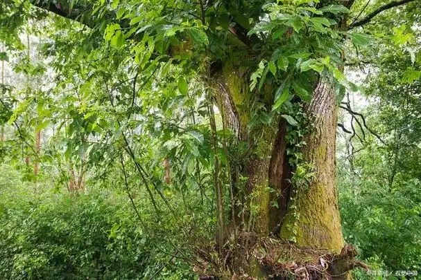 黄柏树的种植要点是什么?