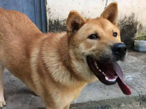 家里的土狗白送没人要,偶然露出舌头,有人立刻出两千买走!