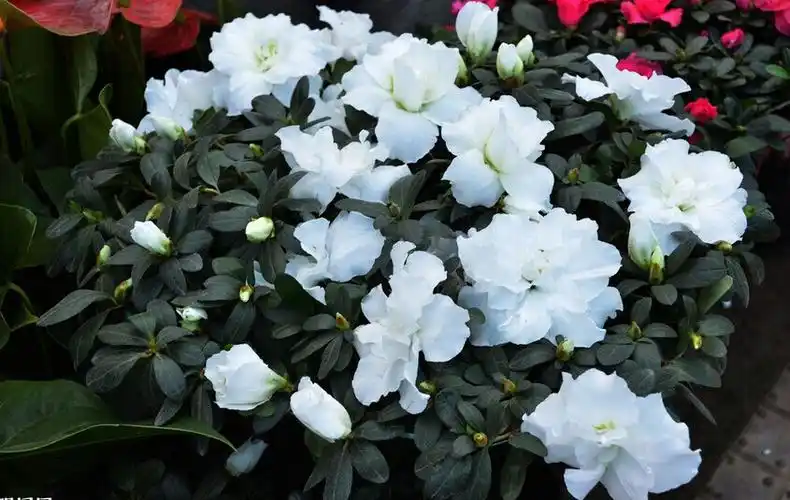 有一种树,开花像杜鹃一样,花白色的,那是什么树?