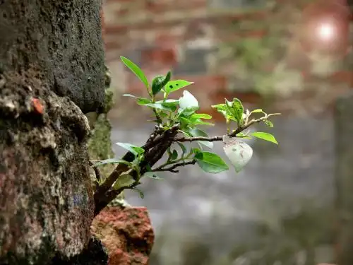 什么植物代表坚强,向上,希望?生命力顽强又坚韧不拔.越多越好!