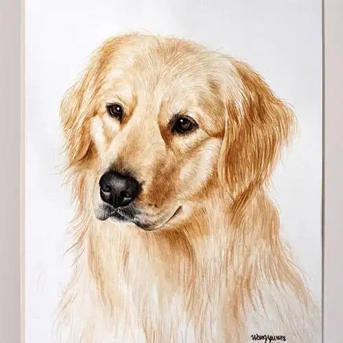 王玉伟《金毛》纸本水彩送装裱