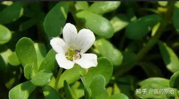 真假马齿苋的区别