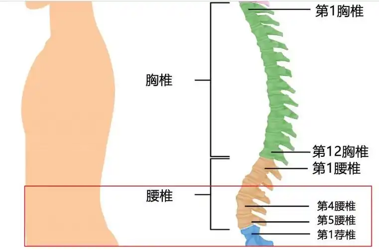 向前滑出时,就称之为腰椎滑脱,最常发生的位置是在第五腰椎与第一荐椎