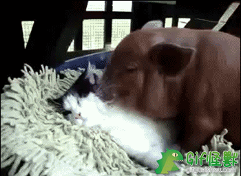 350_256gif 动态图 动图