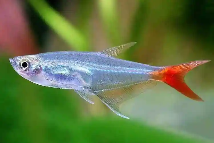 红尾玻璃鱼图片资料半透明的红尾巴小鱼