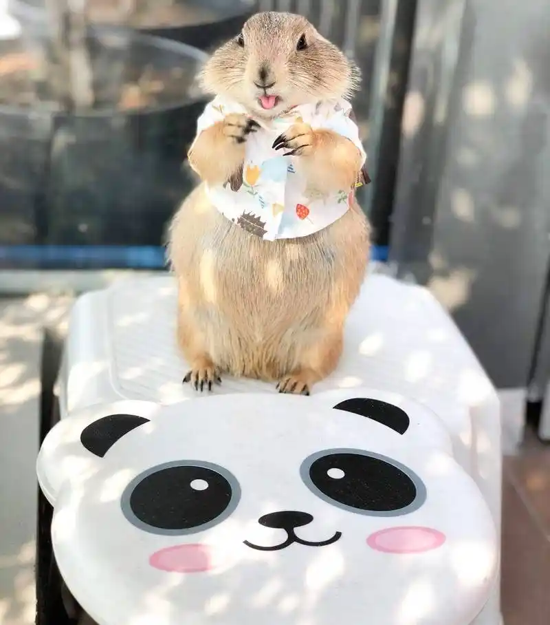 可爱的"无能狂怒兽"——土拨鼠