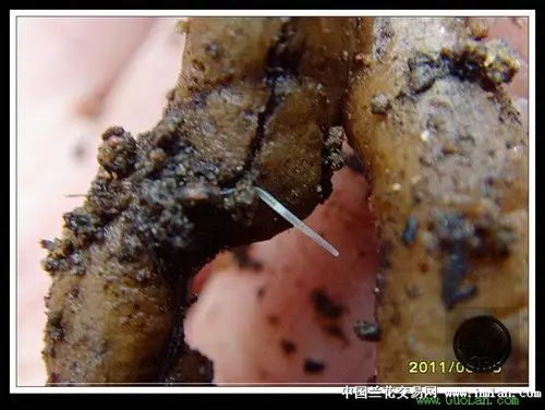 也许你们会说是蚯蚓的幼虫;但是这虫细如蚕丝;这是微距下的线虫