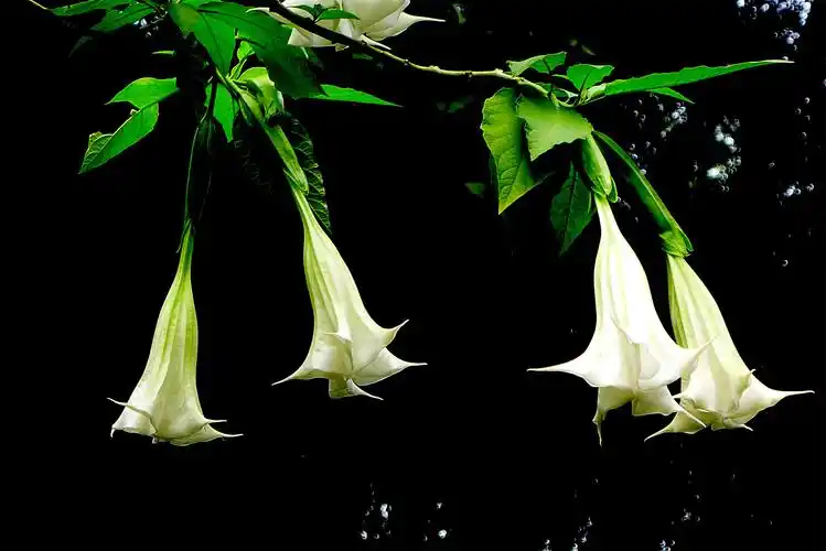 曼陀罗花见多了曼陀罗果你见过吗