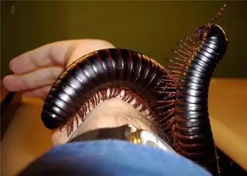 史上最恐怖的虫子——千足虫