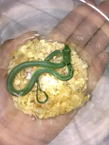 这是什么宠物蛇?很小,只有十几厘米