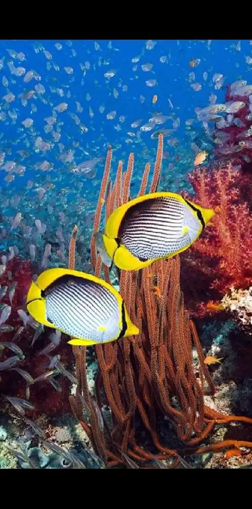 神秘美妙的海底世界! 令人神往!