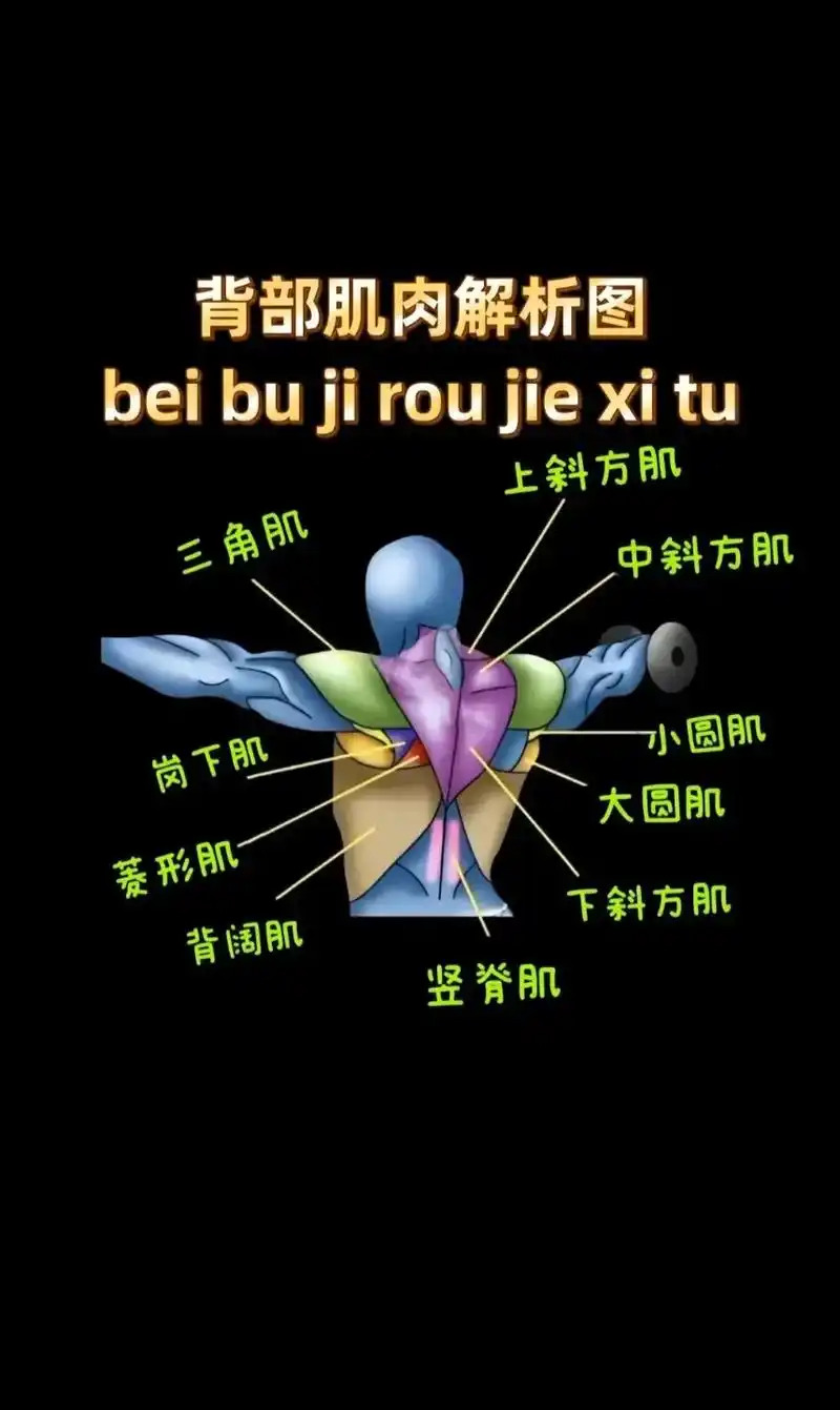 背部训练对应的肌肉.#健身干货 #日常训练 #自律 #运动 - 抖音