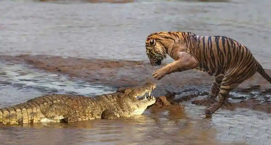 老虎最怕什么动物?网友:打不过大象,不表示怕大象!