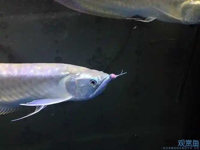 银龙鱼嘴尖凸起 顶端红肿 急急急