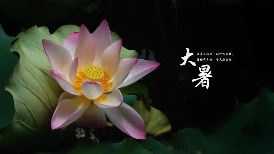 二十四节气大暑图片电脑壁纸