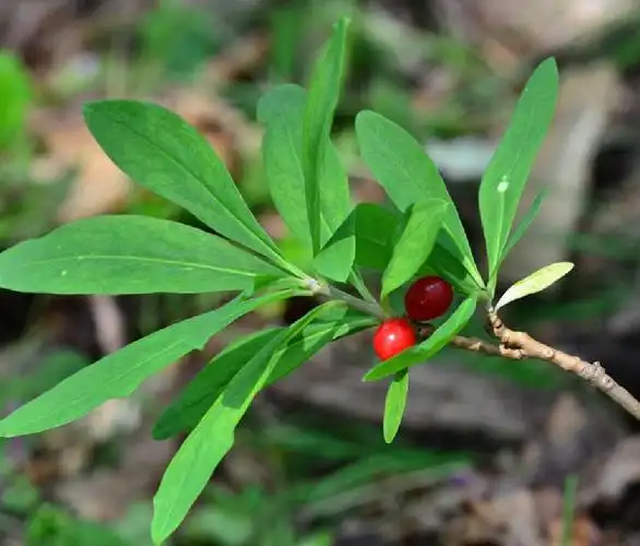 长白瑞香的做法(白瑞香花有什么功效)