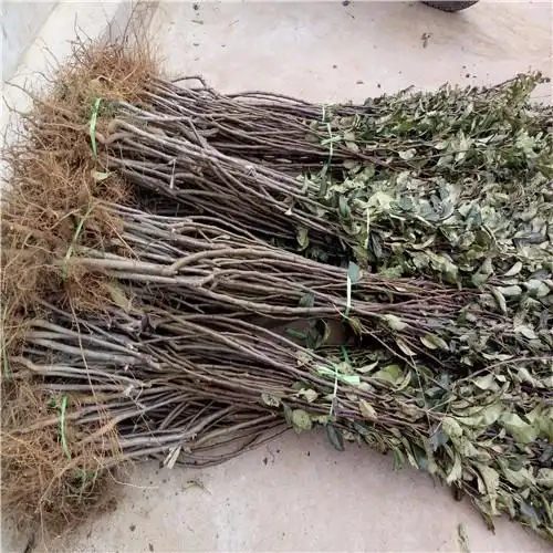 行业资讯 >正文   早生喜水梨树梨苗:早生喜水梨(若光),6月下旬采收