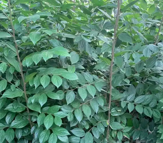 朴树苗批发 朴树价格供应 朴树基地报价 朴树小苗什么价