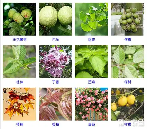 木本植物是什么木本植物的品种名称与图片大全