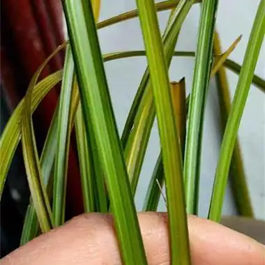 蕙兰青蓝线中透