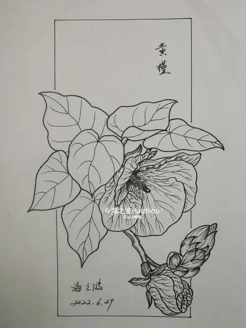 临摹137含过程黄槿素静的表达金色的抚摸