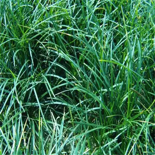 四川细叶麦冬草四川中药材种植基地馨航中药材