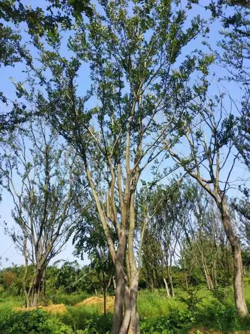 丛生朴树 20公分,30公分朴树价格