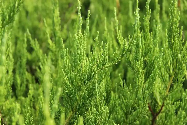 小龙柏常见的病虫害以及防治方法|苗木常见问题 - 好景园林,苗木绿化,