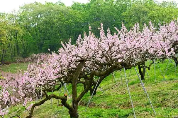 桃树怎样修剪枝条?