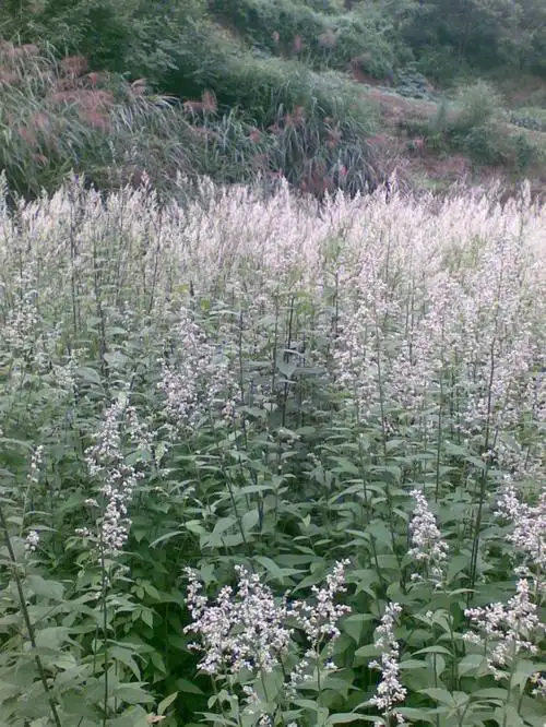 安吉凉茶六月霜喝了消暑六月爽