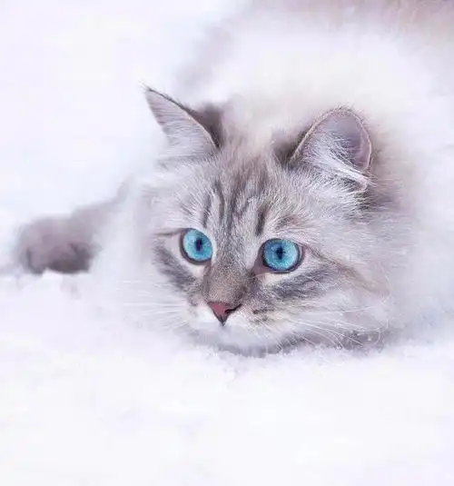 雪地里的小精灵——西伯利亚森林猫