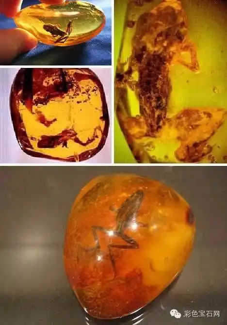 重口味穿越时空来见你陷入琥珀里的各种神秘远古生物