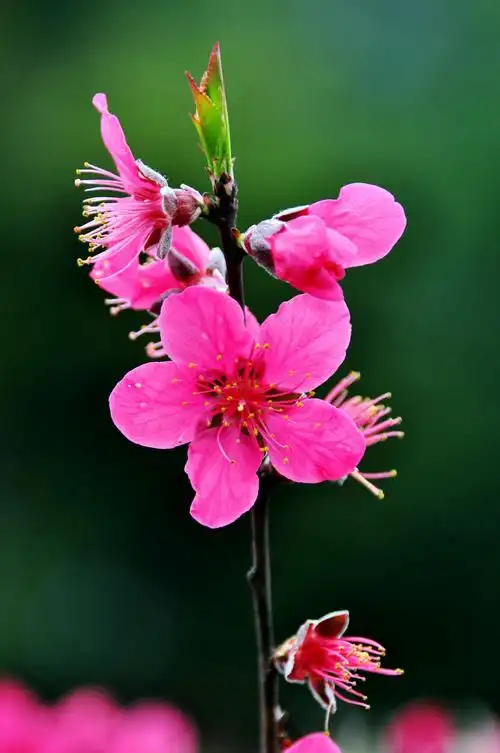 桃花盛开美如画