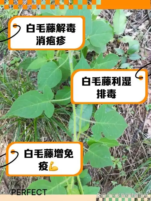 白毛藤的功效与作用