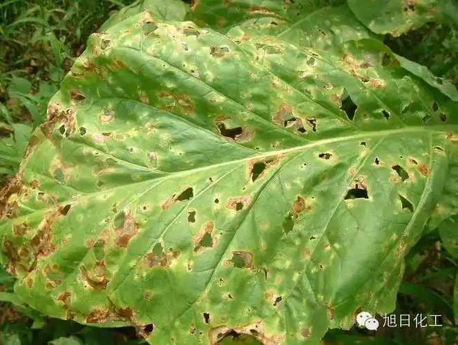 植物病虫害综合治理策略