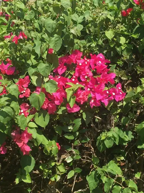 光叶子花(三角梅)-紫茉莉花科,叶子花属